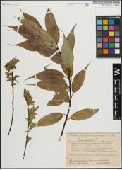 Foto von Salix lucida Muhl.